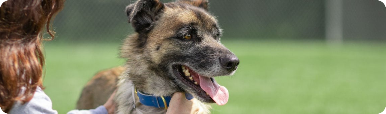 O femeie mângâie un câine