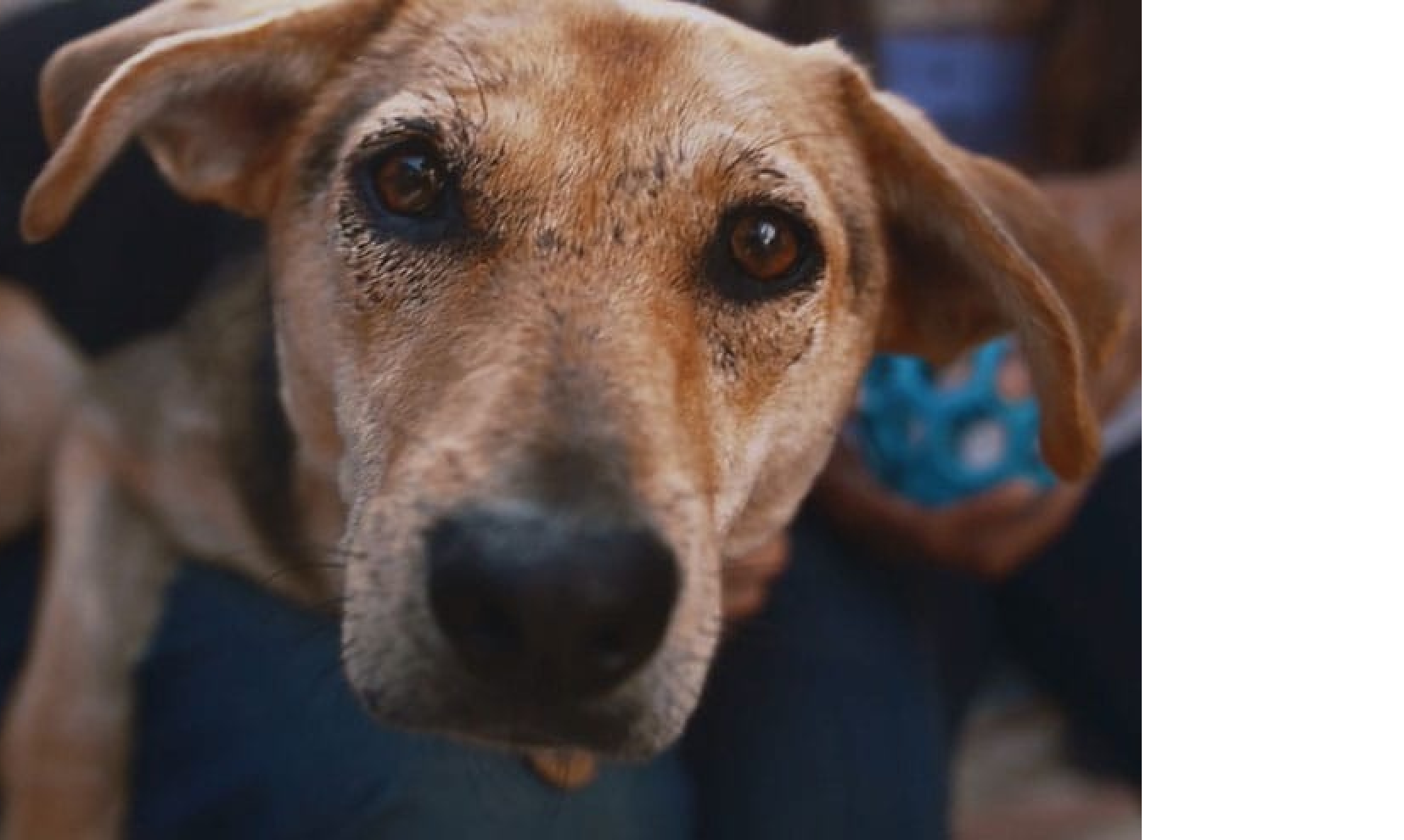 Un cățel care se uită în sus la cameră