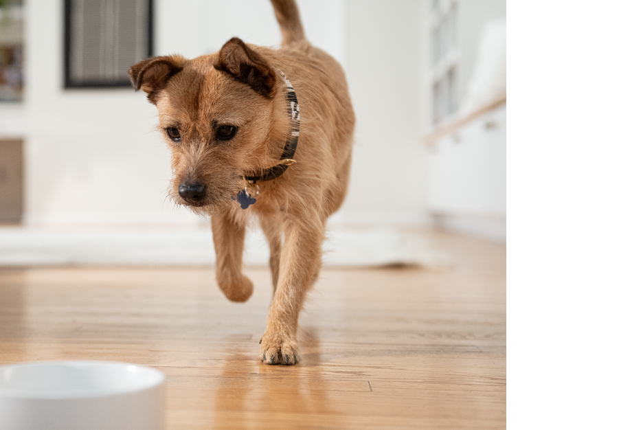 Un câine maro mic plimbându-se