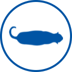 Icoana pisică supraponderală