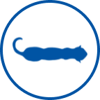 Icoană pisică slabă