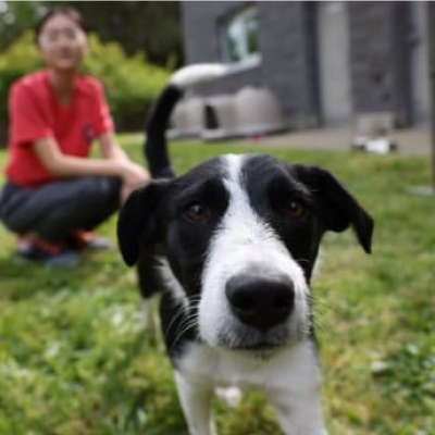 Un câine afară lângă o tânără