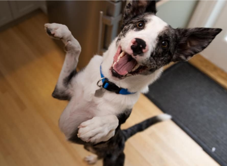 Un câine care sare în sus de bucurie